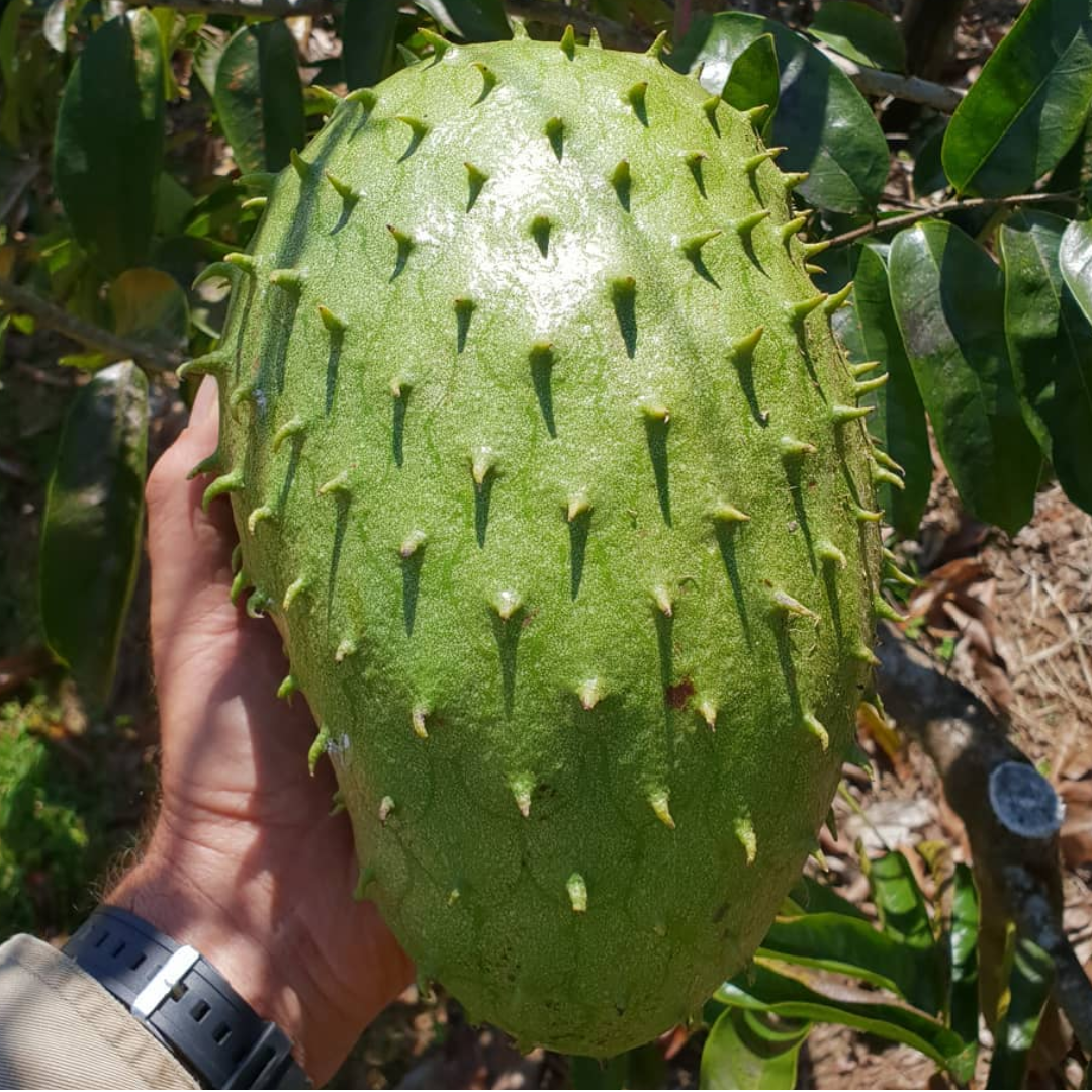 Soursop - Giant - Annona muricata Fruit Plant – M-Tech Gardens