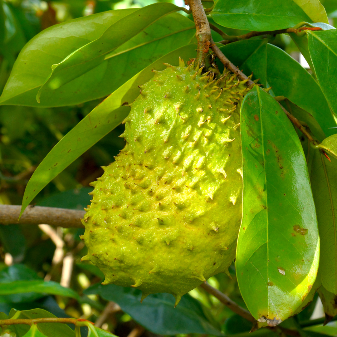 Soursop - Green - Annona muricata Fruit Plant – M-Tech Gardens