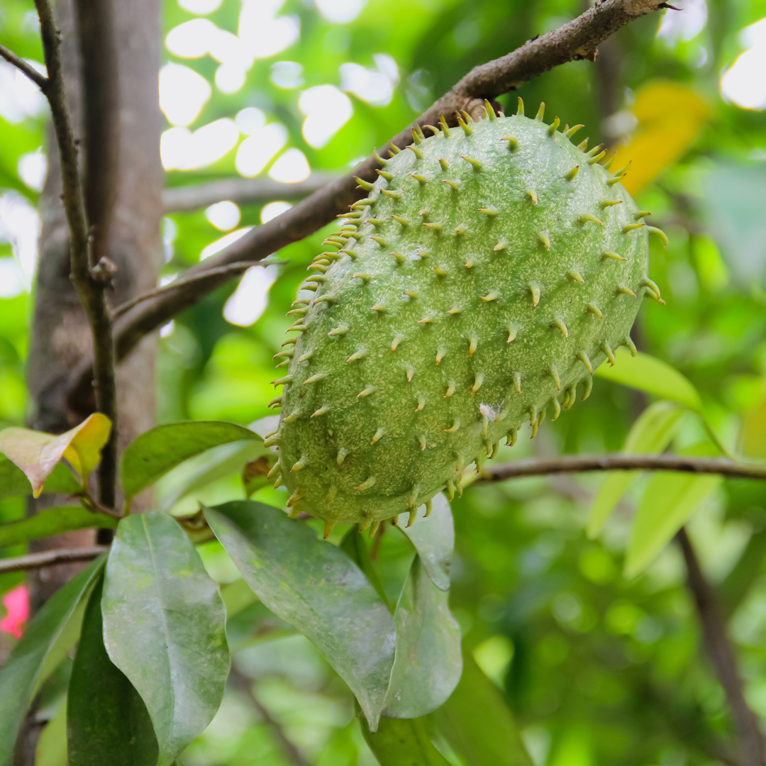 Guanabana Fruit Tree Soursop Guanabana Graviola Annona Muricata