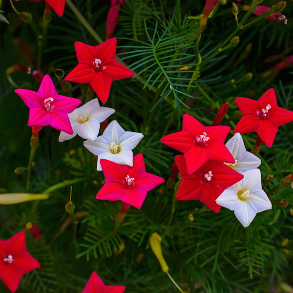 Star Glory - Mixed - 10 Climbing Flower Seeds