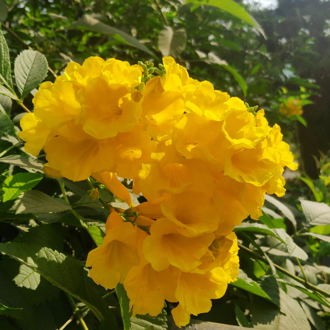 Tecoma - Yellow - Hybrid Flower Plant