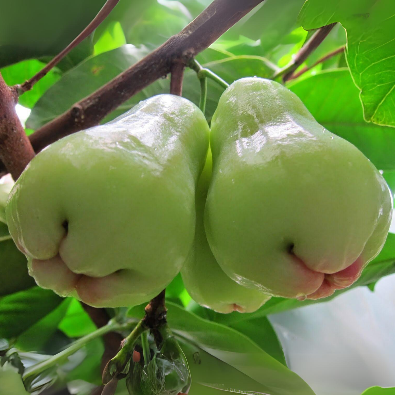 Thai Bell Apple - White - Syzygium samarangense Fruit Plant