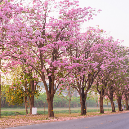 Trumpet Tree - Pink - 20 Tree Seeds