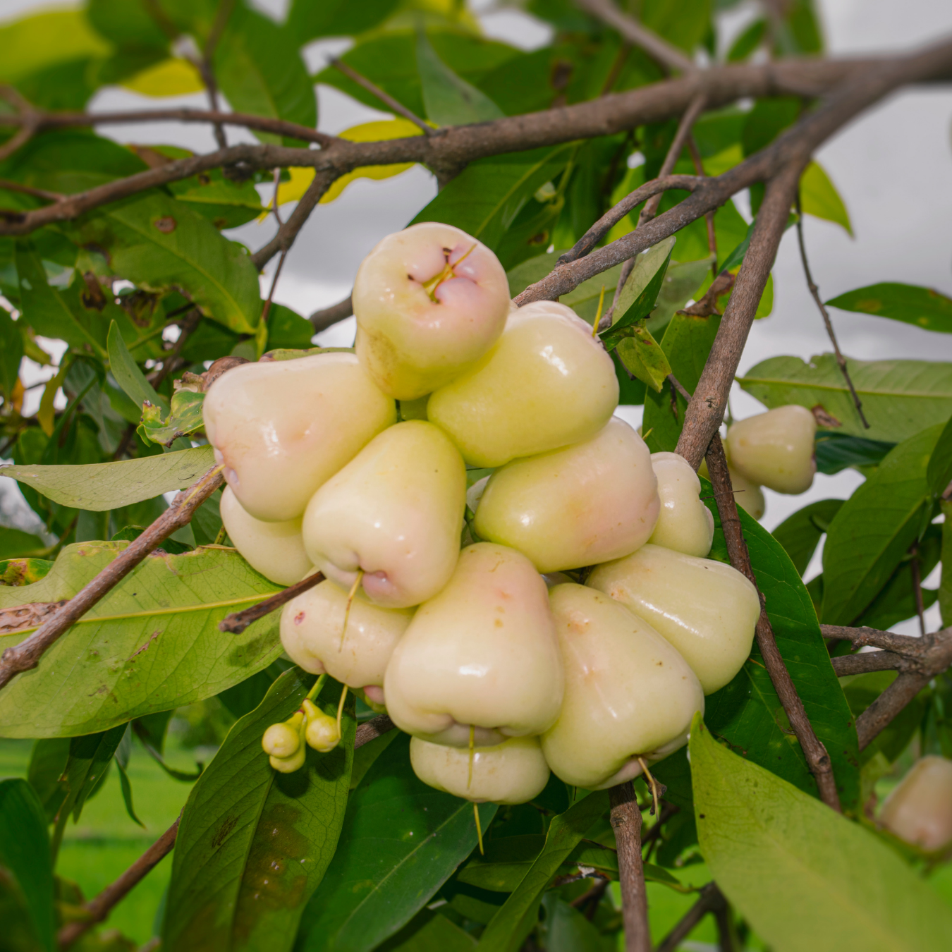 Water Apple - White - Syzygium aqueum Fruit Plant