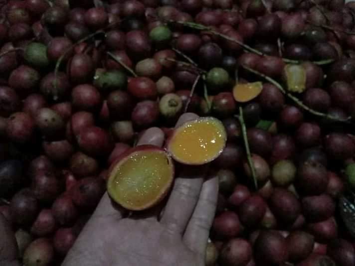 Red Maparang (Bouea Macrophylla) Fruit Plant