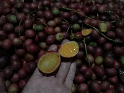 Red Maparang (Bouea Macrophylla) Fruit Plant