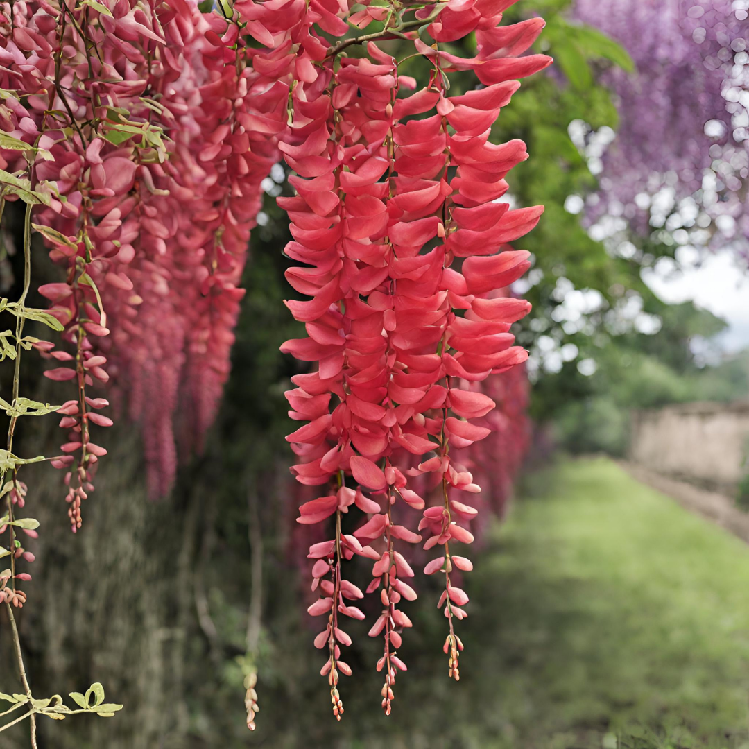 Wisteria - Red - 10 Tree Seeds