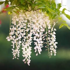 Wisteria - White - 10 Tree Seeds