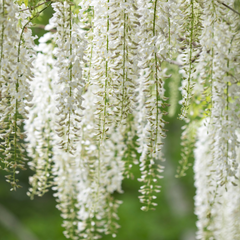 Wisteria - White - 10 Tree Seeds