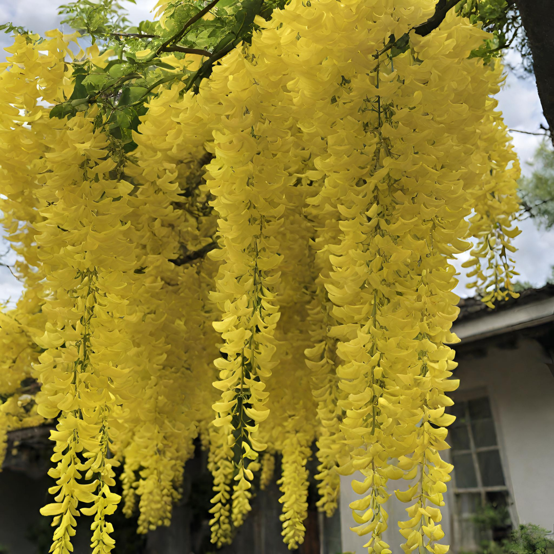 Wisteria - Yellow - 10 Tree Seeds