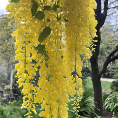 Wisteria - Yellow - 10 Tree Seeds