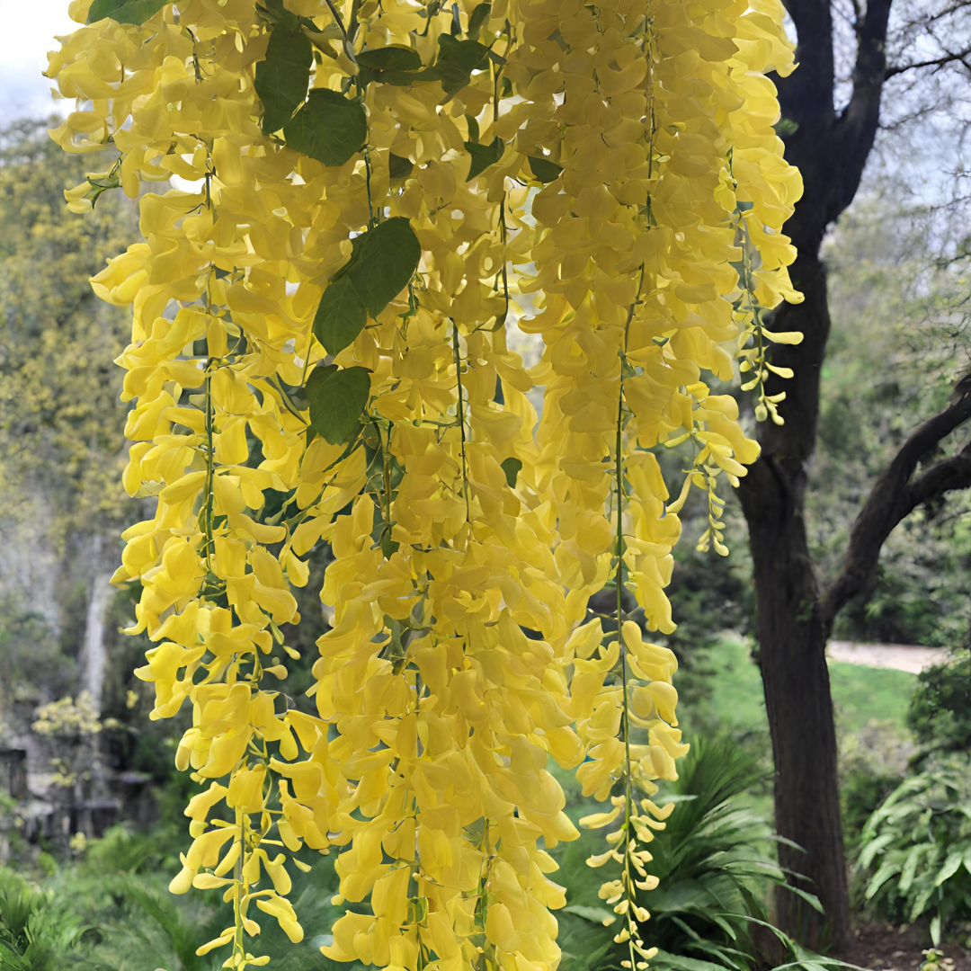 Wisteria - Yellow - 10 Tree Seeds