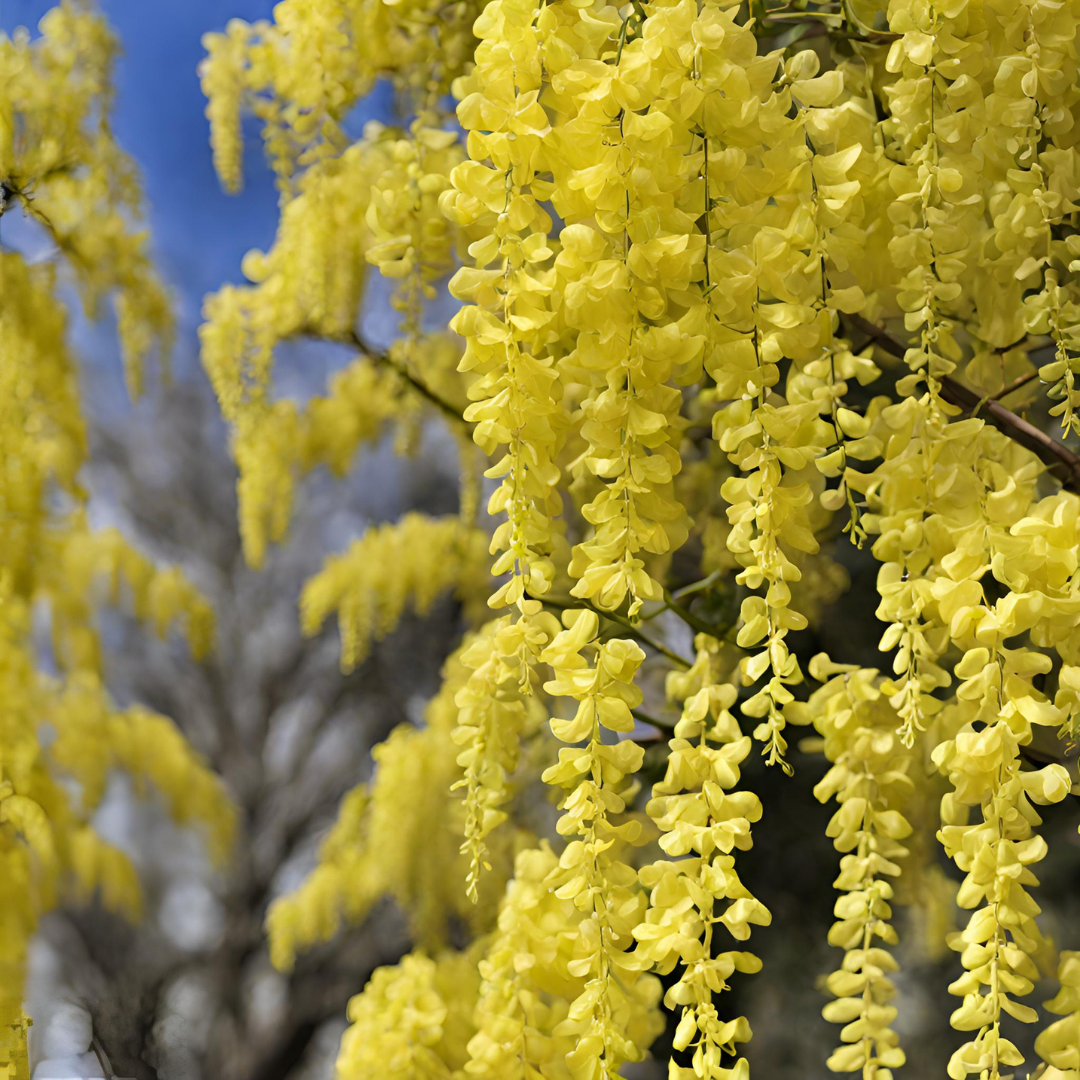 Wisteria - Yellow - 10 Tree Seeds