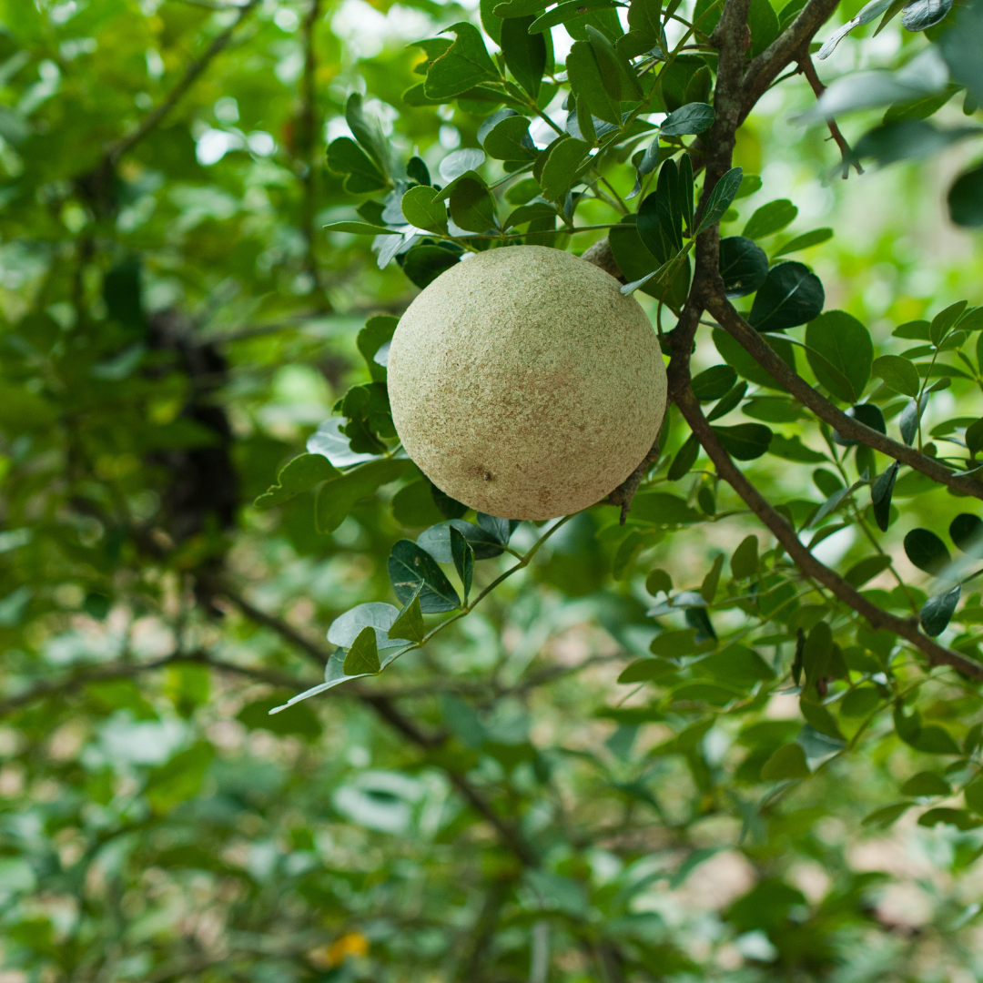 Wood Apple / Bel - Limonia acidissima Fruit Plant