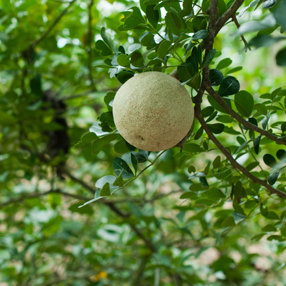 Wood Apple / Bel - Limonia acidissima Fruit Plant