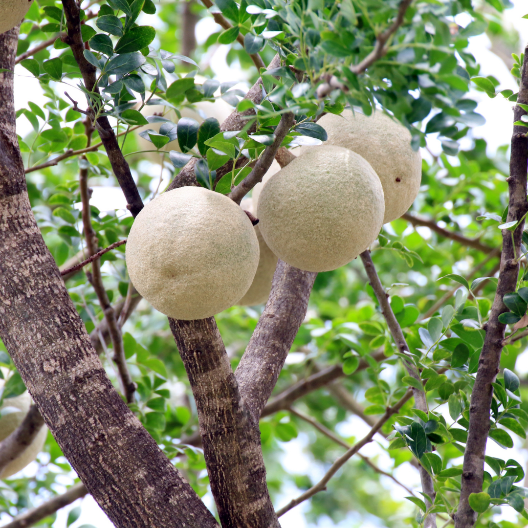 Wood Apple / Bel - Limonia acidissima Fruit Plant