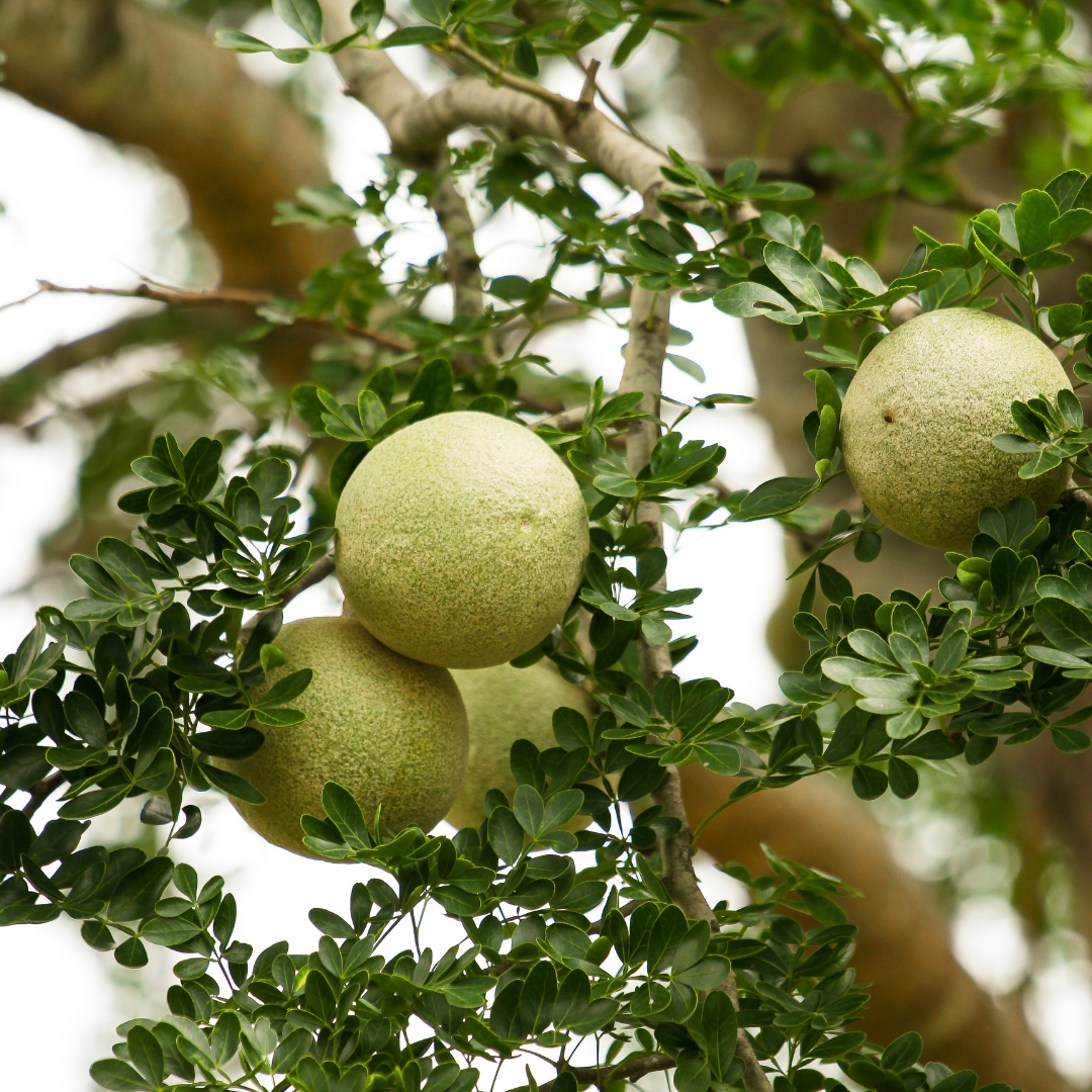 Wood Apple / Bel - Limonia acidissima Fruit Plant