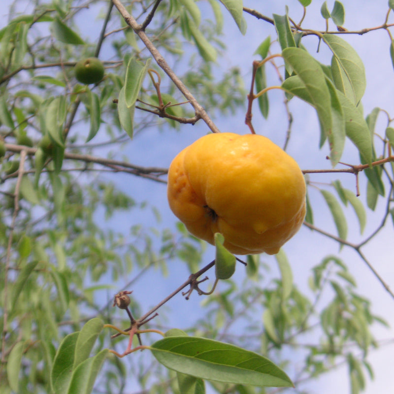 Ubajai (Eugenia Myrcianthes) Fruit Plant – M-Tech Gardens