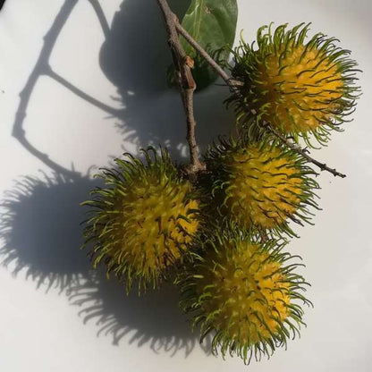 Rambutan - Muar Gading - Hybrid Fruit Plant