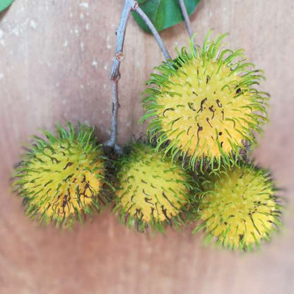 Rambutan - Muar Gading - Hybrid Fruit Plant