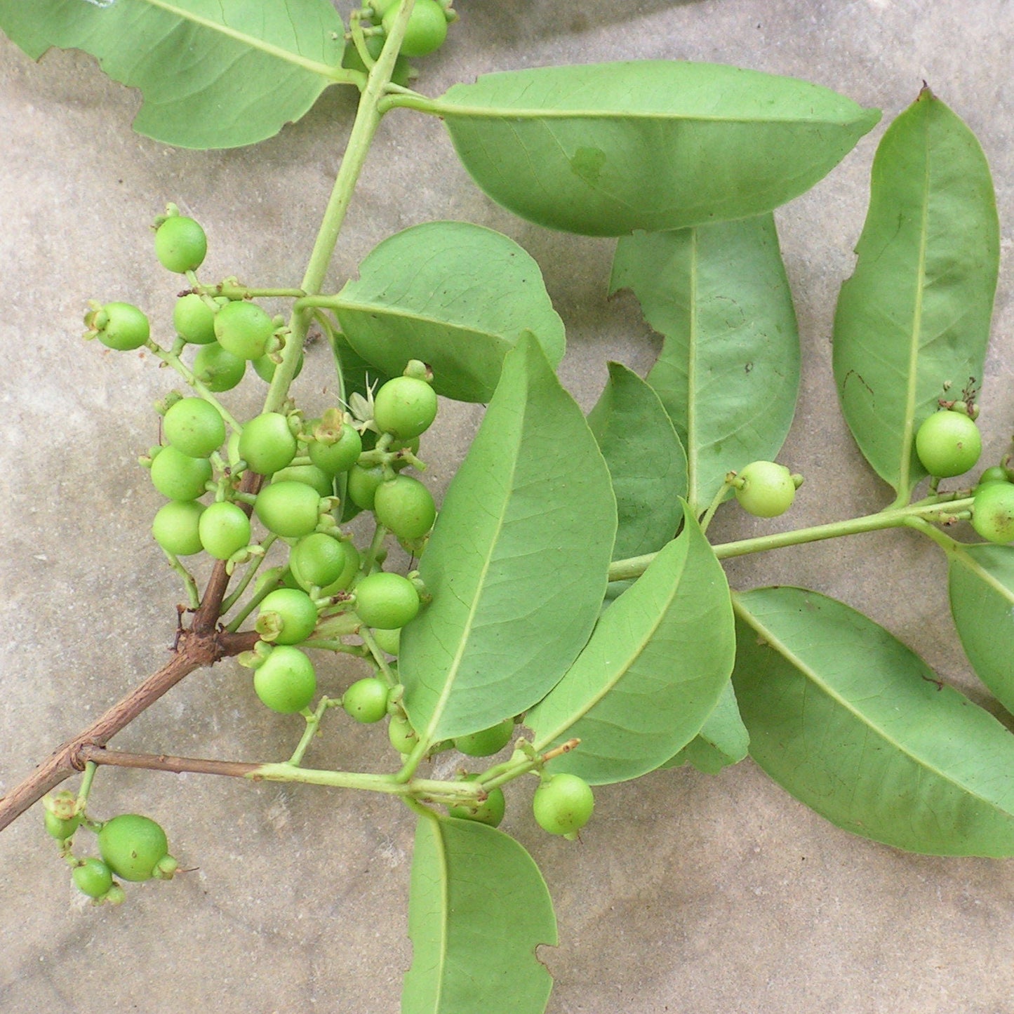 Guamirim Cherry - Eugenia florida - Fruit Plant