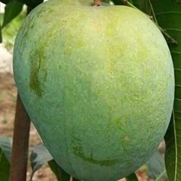 Mango - Khas Ul Khas - Fruit Plant