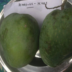 Mango - Khas Ul Khas - Fruit Plant