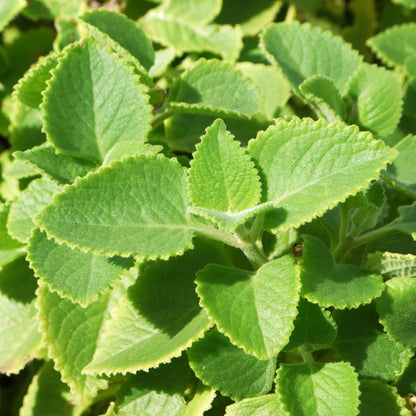 Panikoorka ( Coleus amboinicus ) Medicinal Plant