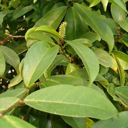 Ariyaporiyan ( Antidesma bunius ) Medicinal Plant