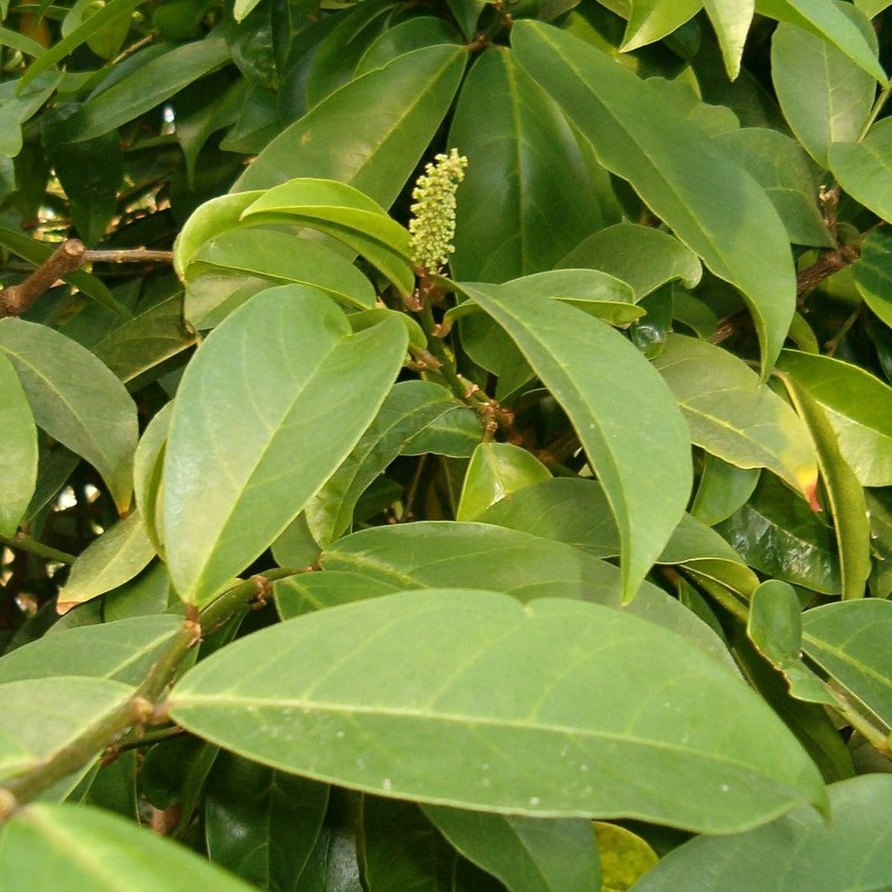 Ariyaporiyan ( Antidesma bunius ) Medicinal Plant