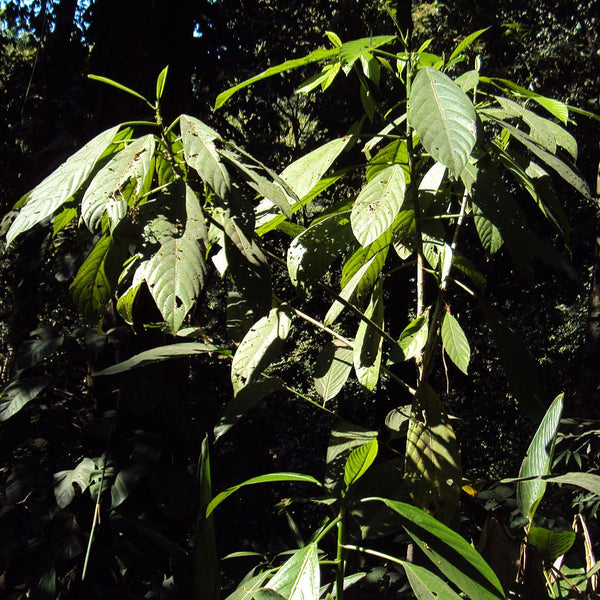 Elephant Nettle / Ankara ( Dendrocnide sinuata ) Medicinal Plant
