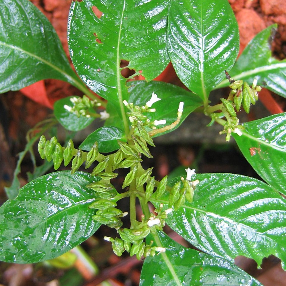 Avilpori ( Ophiorrhiza mungos ) Medicinal Plant