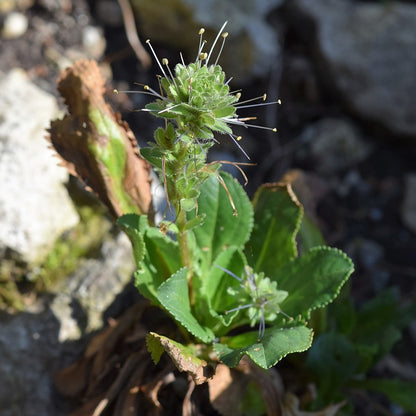 Kadukurohini ( Picorrhiza kurroa ) Medicinal Plant
