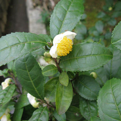 Tea Plant