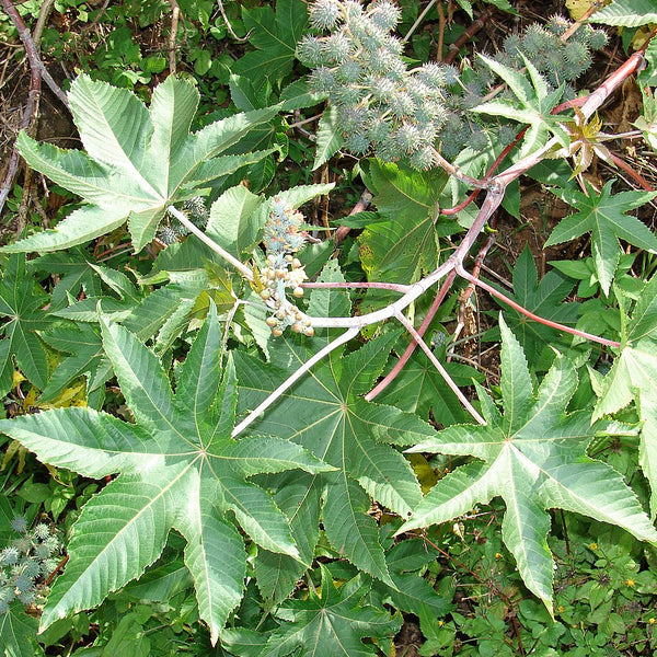 Aavanakku ( Ricinus communis ) Medicinal Plant