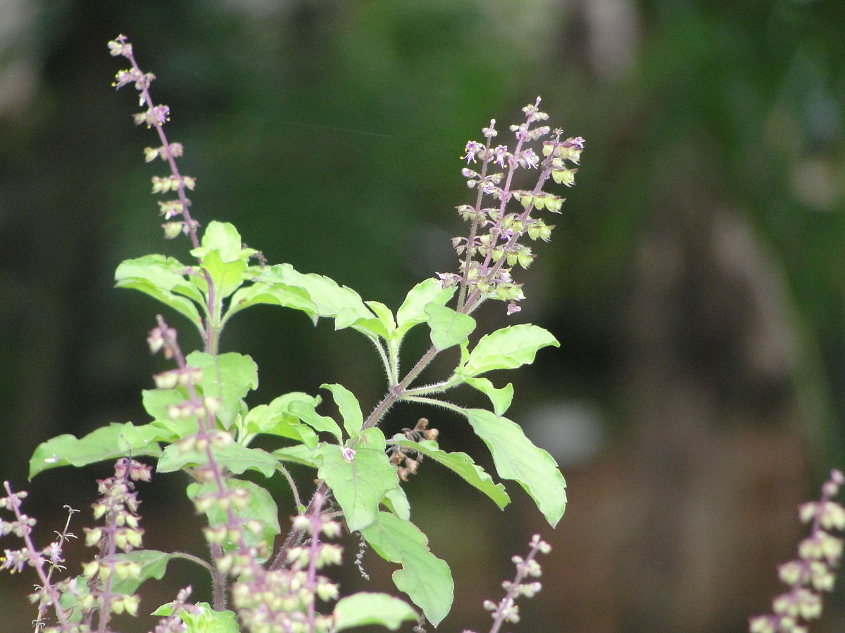 Thulasi ( Ocimum sanctum ) Medicinal Plant