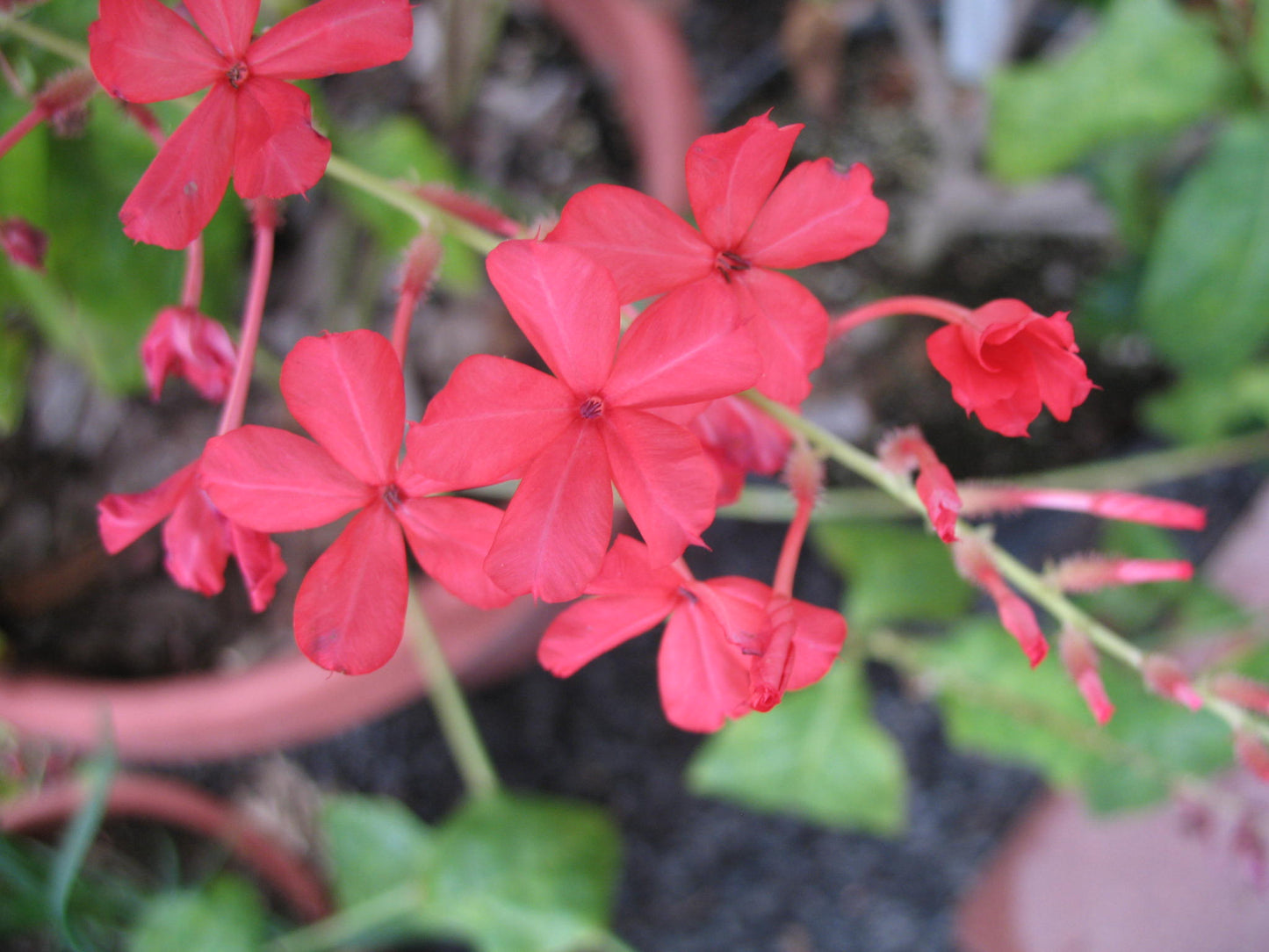 Chethi Koduveli ( Plumbago indica ) Medicinal Plant