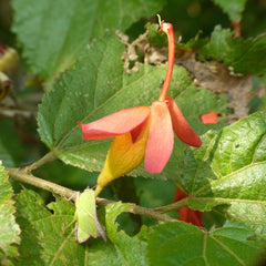 Idampiri Valampiri ( Helectres isora ) Medicinal Plant