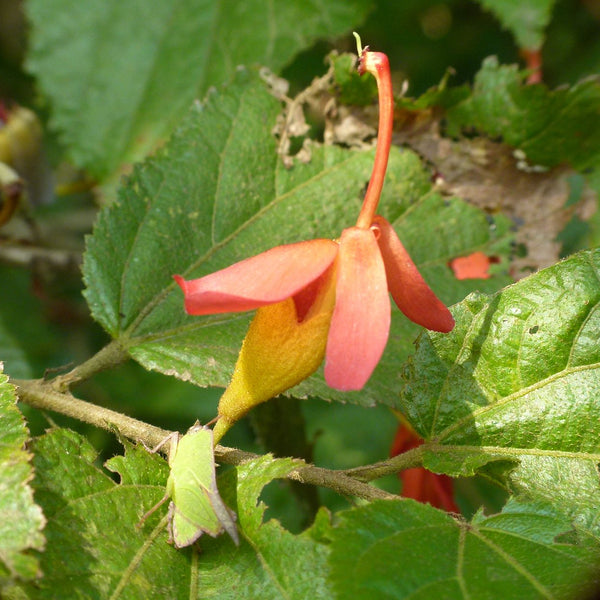 Idampiri Valampiri ( Helectres isora ) Medicinal Plant