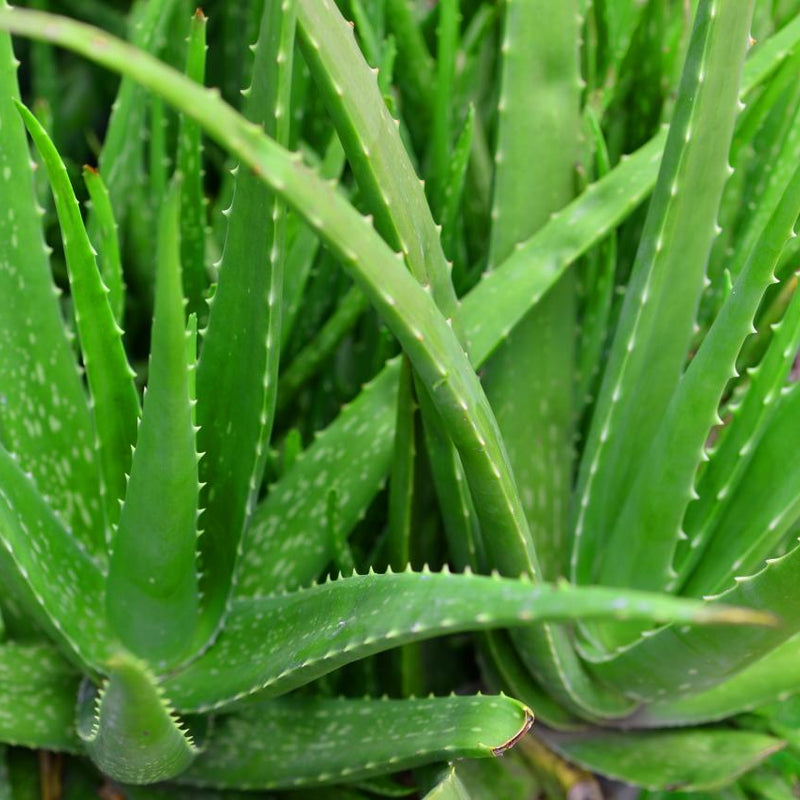 Aloe Vera ( Aloe vera ) Medicinal Plant