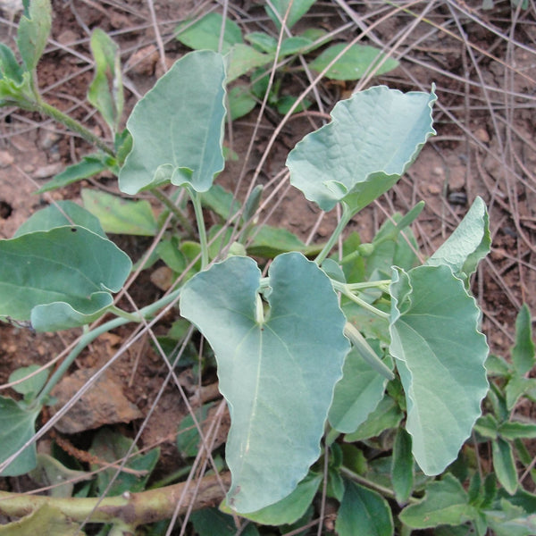 Aaduthinnapala ( Aristolochia bracteata ) Medicinal Plant