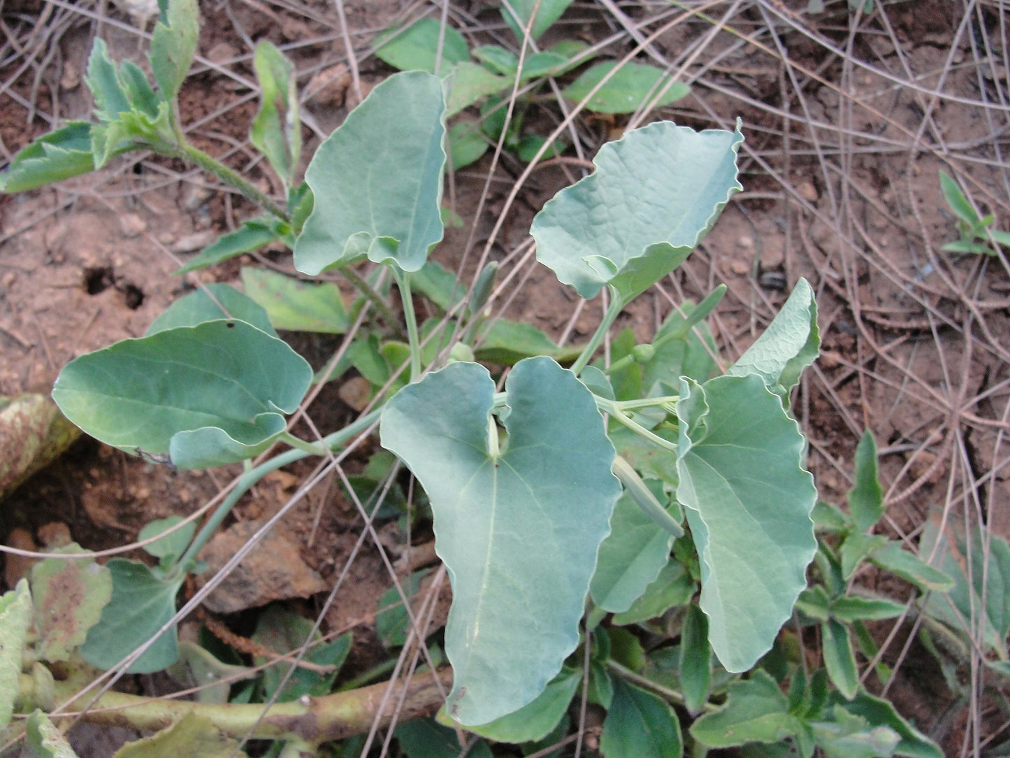 Aaduthinnapala ( Aristolochia bracteata ) Medicinal Plant