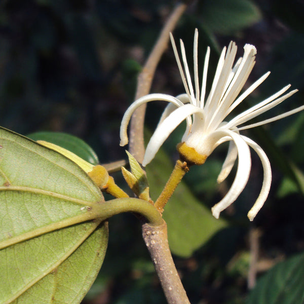 Ankolam ( Alangium salviifolium ) Medicinal Plant