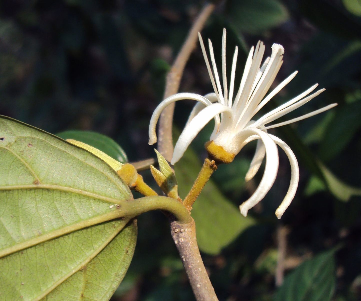 Ankolam ( Alangium salviifolium ) Medicinal Plant