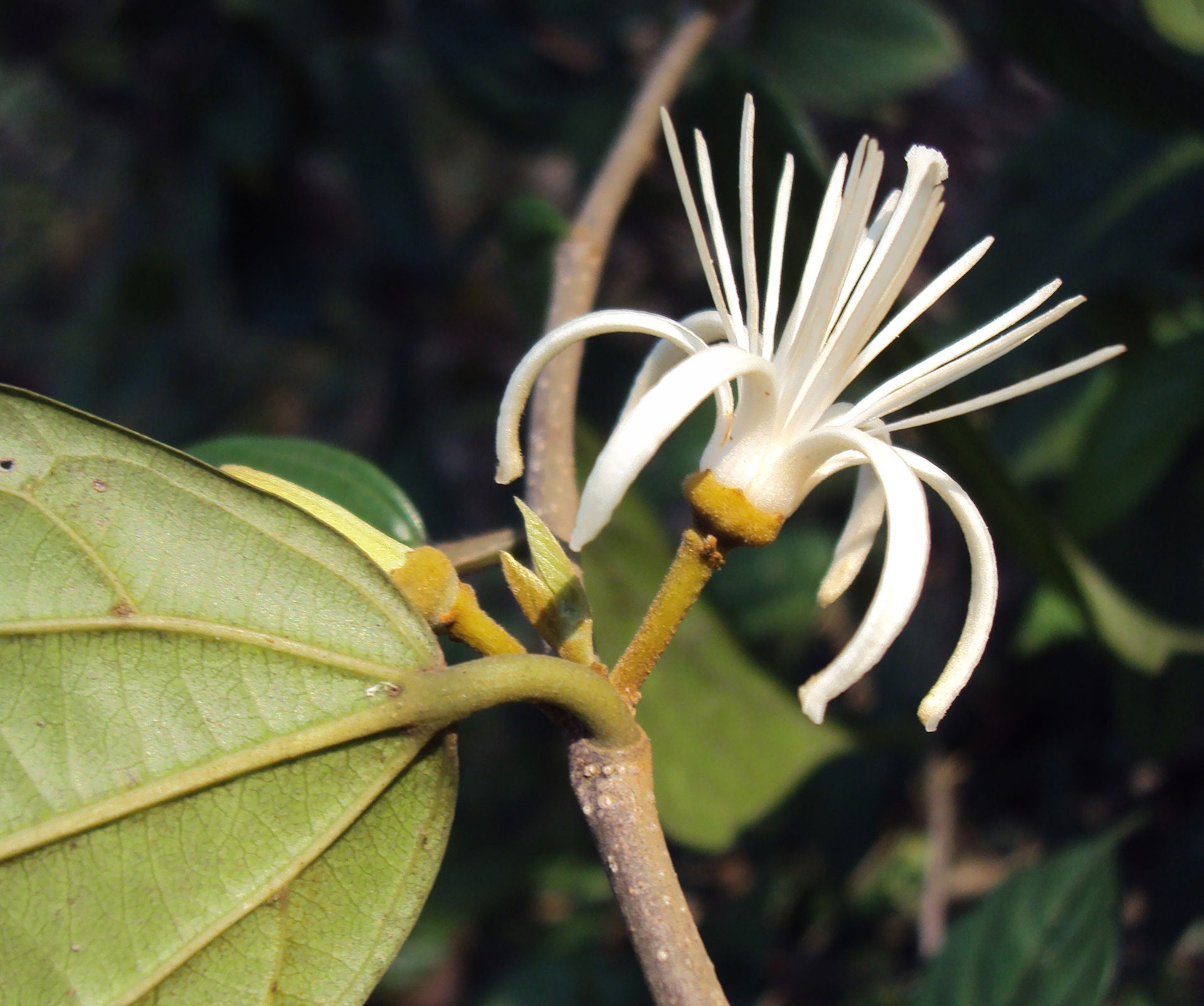 Ankolam ( Alangium salviifolium ) Medicinal Plant