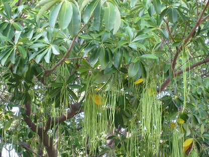 Ezhilam Pala ( Alstonia scholaris ) Medicinal Plant