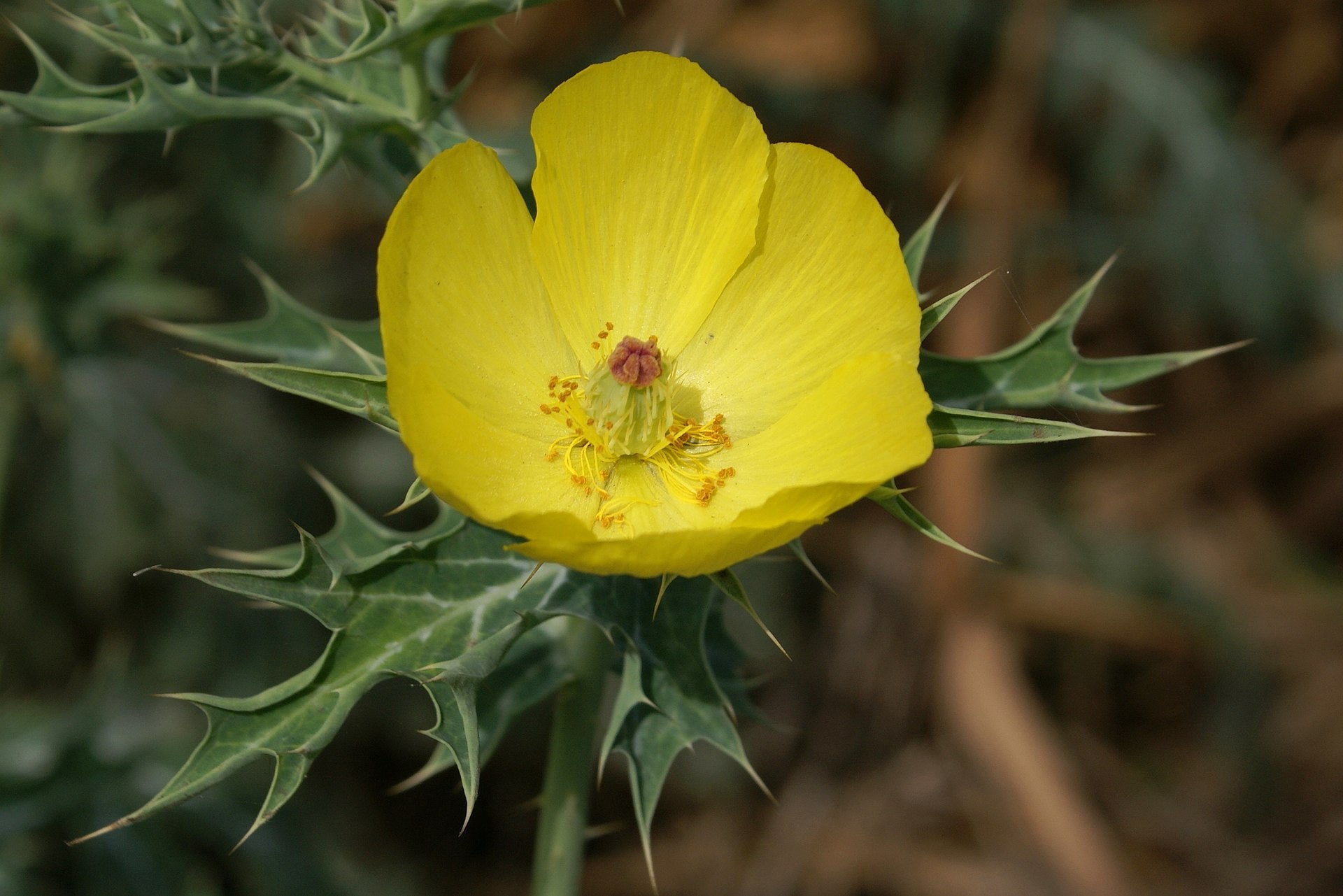 Erumakkalli ( Argemone mexicana ) Medicinal Plant