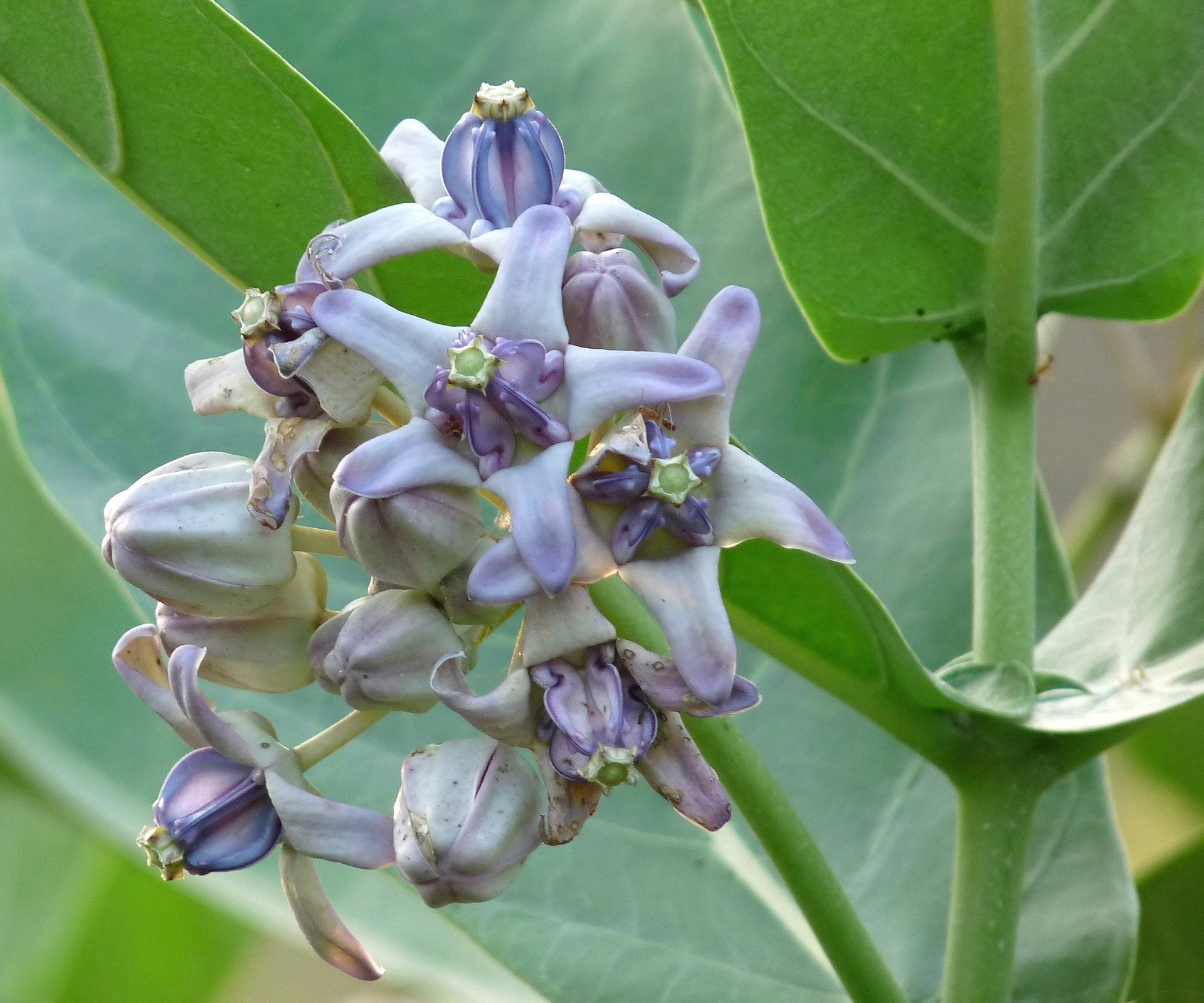 Erukku ( Calotropis gigantea ) Medicinal Plant