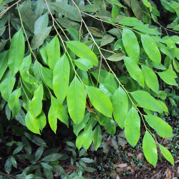 Asthimaram ( Drypetes venusta ) Medicinal Plant