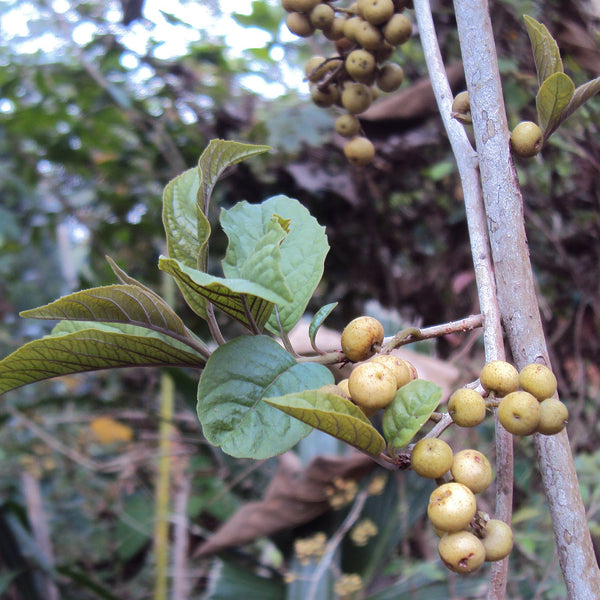 Ammimuriyan ( Embelia tsjeriam-cottam ) Medicinal Plant